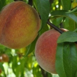 Kako posaditi breskvu na šljivu, na kajsiju